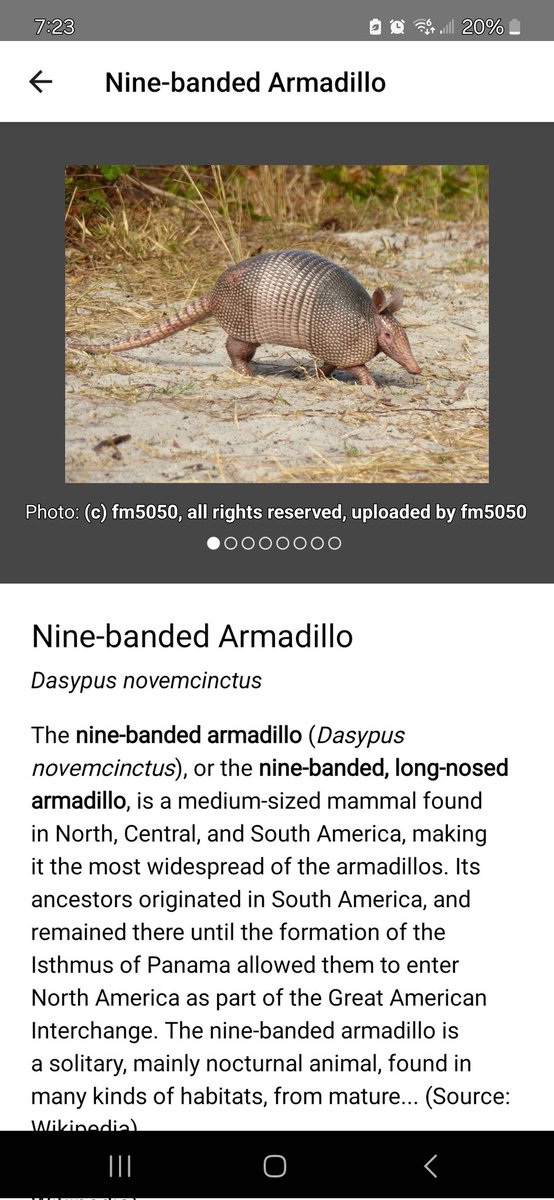 DieselGurl1998's tweet photo. Nine-Banded Armadillo
Dasypus Novemcintus

The nine-banded armadillo is the state small mammal of Texas. They have poor eyesight, which can make them vulnerable to cars at night. 
 Armadillos are good swimmers and can swim away from predators. They also sleep 16-18 hours a day. https://t.co/JfDeIm6NeL
