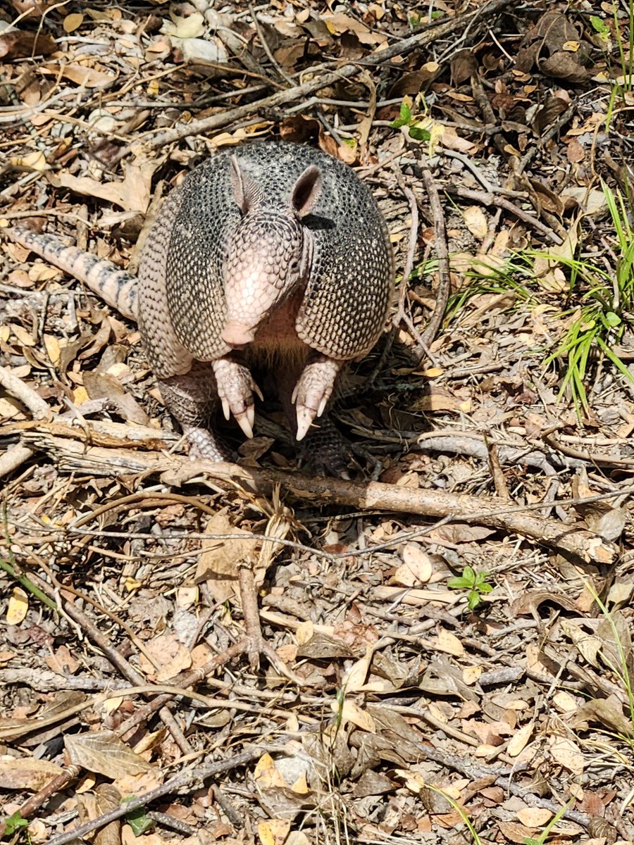 DieselGurl1998's tweet photo. Nine-Banded Armadillo
Dasypus Novemcintus

The nine-banded armadillo is the state small mammal of Texas. They have poor eyesight, which can make them vulnerable to cars at night. 
 Armadillos are good swimmers and can swim away from predators. They also sleep 16-18 hours a day. https://t.co/JfDeIm6NeL