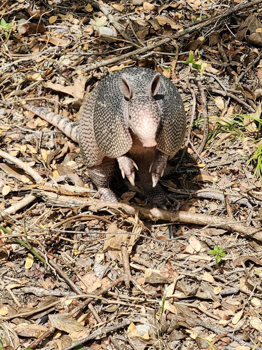 DieselGurl1998's tweet photo. Nine-Banded Armadillo
Dasypus Novemcintus

The nine-banded armadillo is the state small mammal of Texas. They have poor eyesight, which can make them vulnerable to cars at night. 
 Armadillos are good swimmers and can swim away from predators. They also sleep 16-18 hours a day. https://t.co/JfDeIm6NeL