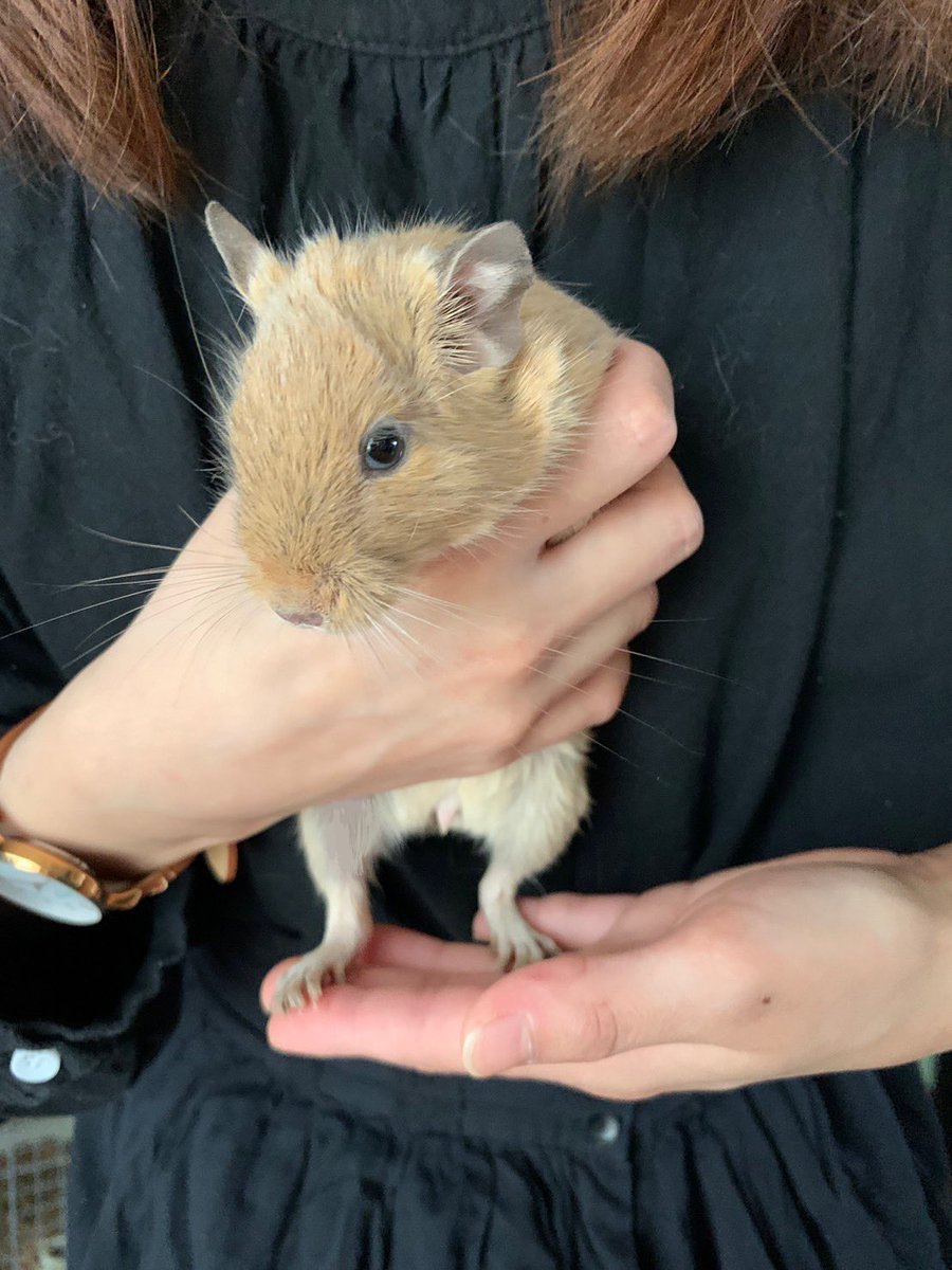 deguretasu's tweet photo. ごめん…😂 https://t.co/lWmxF6YkwB