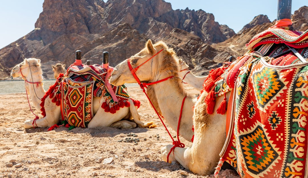 #ملف_العدد | صورة الإبل في مرآة الثقافة العربية
alfaisalmag.com/?p=987516054
لم تحظَ الإبل في أي ثقافة إنسانية بمثل ما حظيت به من اهتمام في الثقافة العربية والإسلامية، فقد عدَّها الإنسان في الجزيرة العربية شريكًا فعليًّا بالغ الأثر والتأثير في حياته اليومية، ونحن بدورنا في