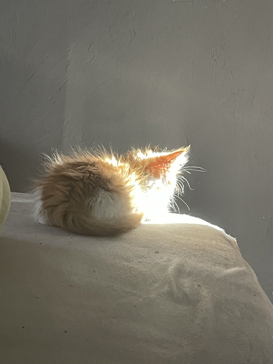 diekatzlei's tweet photo. #catember
15 Sonne https://t.co/3uyAGuKKtA