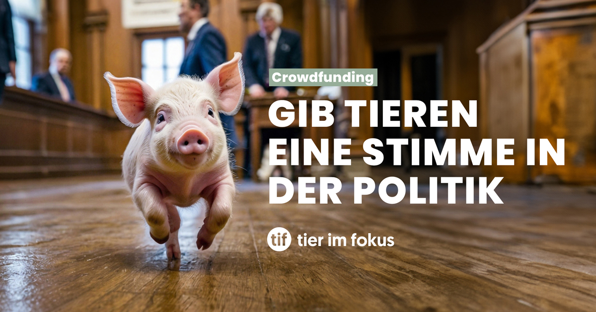 Unterstütze unsere Kandidatur fürs Parlament! mailchi.mp/8f20b38a4e59/u… #crowdfunding #tierpolitik #stadtbern