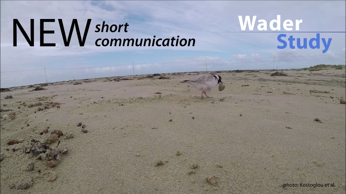 Clutch relocations by plovers
by <a href="/_Kristal_K/">Dr Kristal Kostoglou</a> et al.

waderstudygroup.org/article/18481/
#waders #shorebirds #ornithology