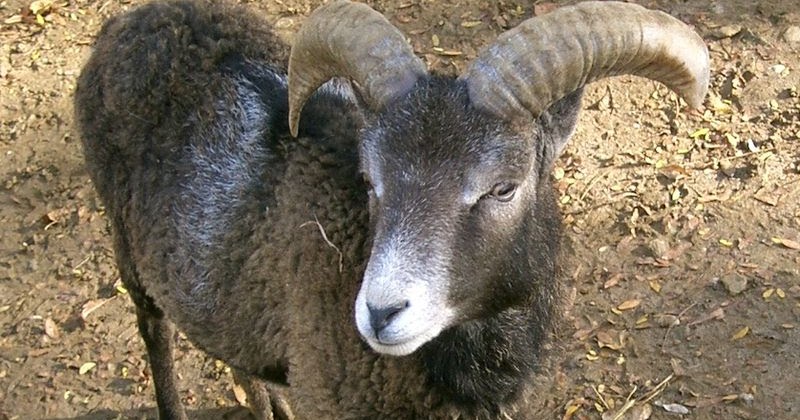 Esperanta Retradio tweet media