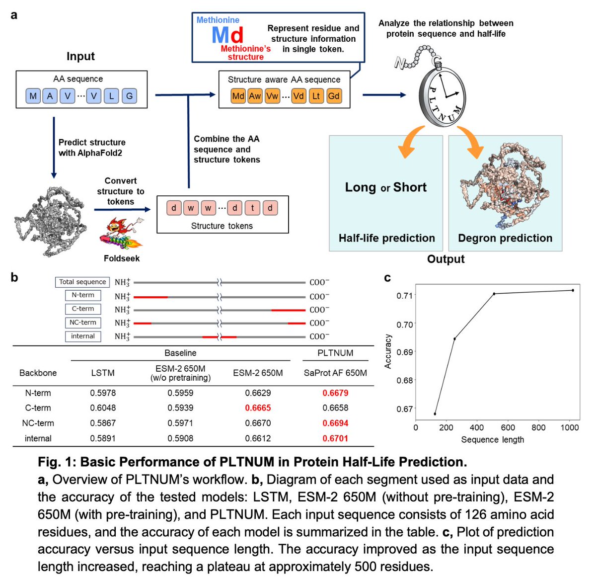 Prediction of Protein Half-lives from Amino Acid Sequences by Protein Language Models

1. This paper presents PLTNUM, a protein half-life prediction model that leverages protein language models (PLMs) using amino acid sequences as input, achieving an impressive accuracy of 71% on