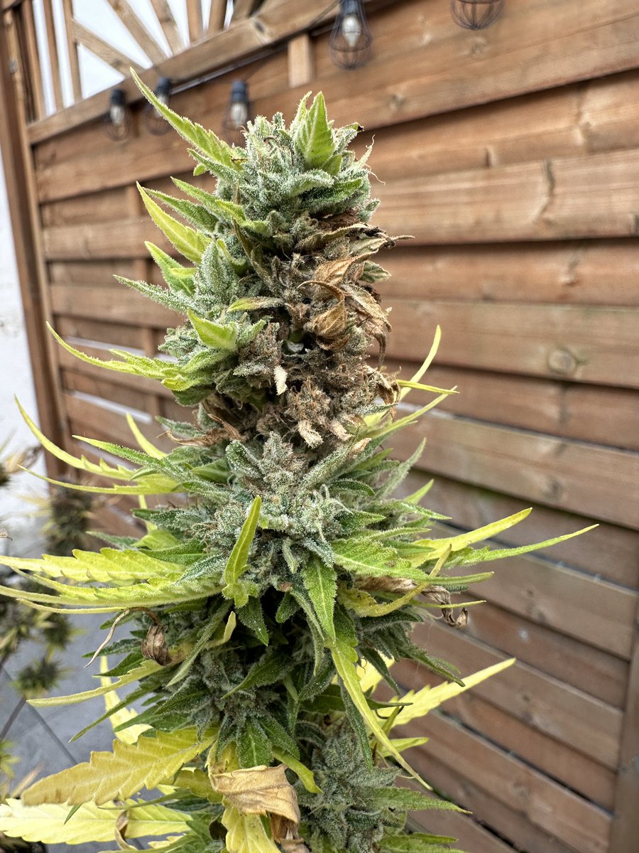 Moin, ich habe mit den Trocknen angefangen. Draußen wurde schon langsam zu Kalt in der Nacht 5c. Die Braunen stellen ist es wegen der Kälte oder ist das Schimmel? Habe die jetzt einfach großzügig abgeschnitten und aufgehangen. Im Zelt ist es 18c und 54% Luchftfeuchtigkeit