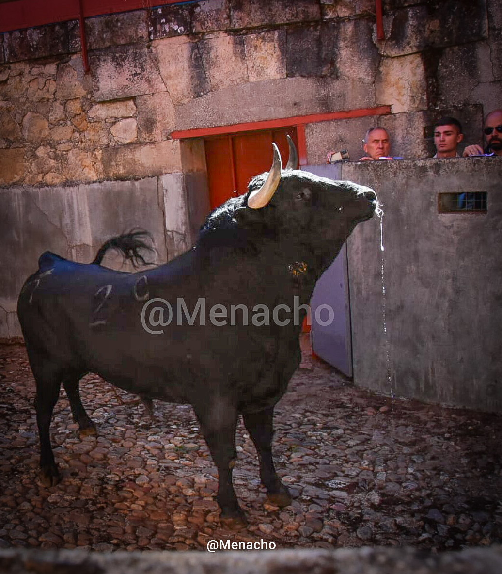 objetivoeltoro's tweet photo. 🔴 SALAMANCA 🐂 
Sorteo y enchiqueramiento de los toros de #Vellosino para esta tarde en #LaGlorieta
#Perera #EmilioDeJusto #BorjaJimenez 🍀🍀🍀
#feriataurina #Salamanca #tauromaquia #fotografiataurina https://t.co/ptwmeuHBIV