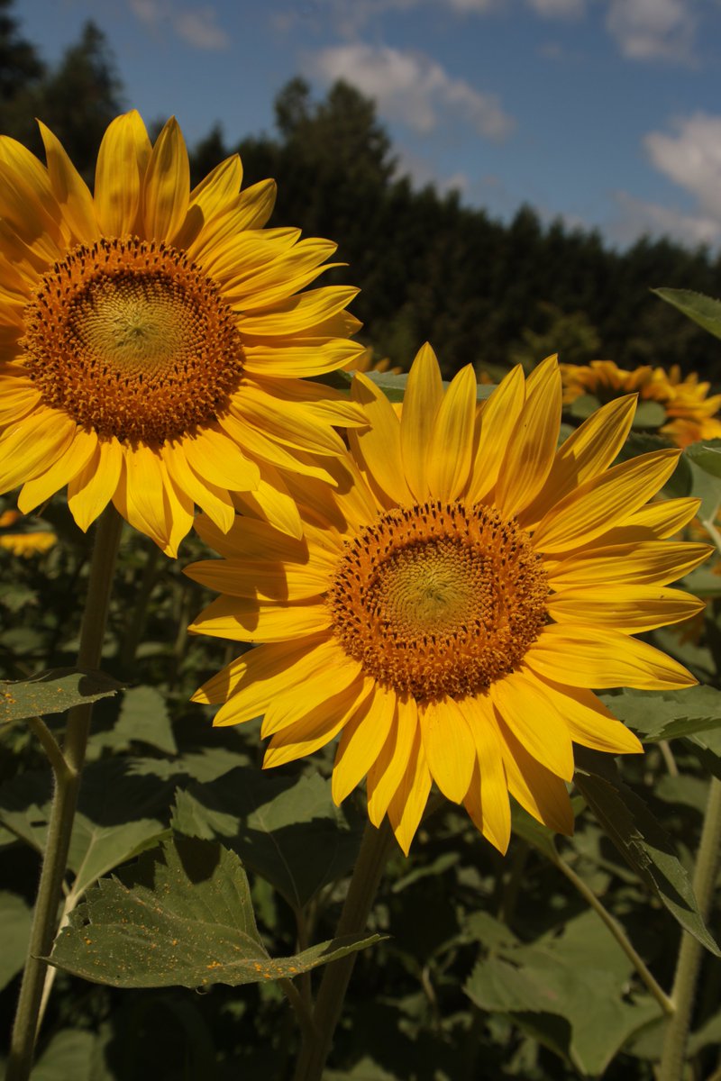 Sunflowers 😙

#Photography #Flowers #Sunflower