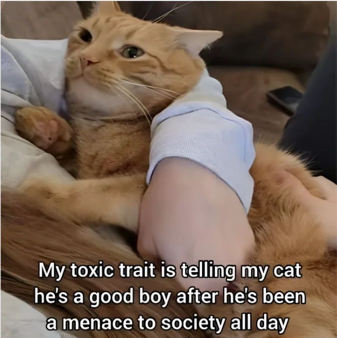 WholesomeMeme's tweet image. 