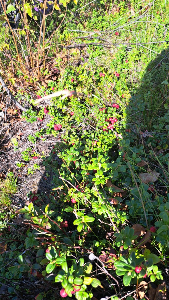 Kaustisilla myös tietoa ruskasta. Nainen sanoi seuraan teitä tsemppiä. Hyvä puolukkamäki