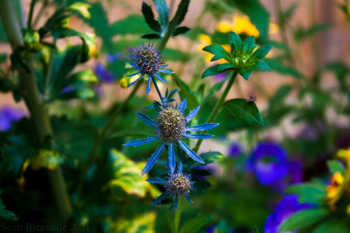 scottelbee's tweet photo. #seaholly #flowers #flowerphotography #nature #NaturePhotography #NatureBeauty #photography #photo #spikeyboi https://t.co/ArO7U8xcbf