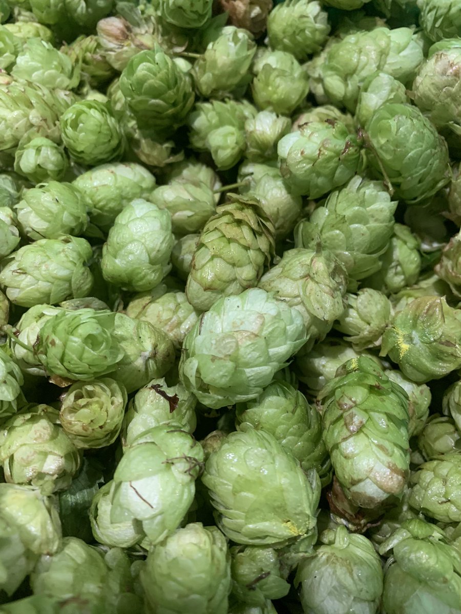The hops are in <a href="/callister_trust/">Callister Trust</a> <a href="/makeCIC/">Make.</a> Can’t wait to taste it