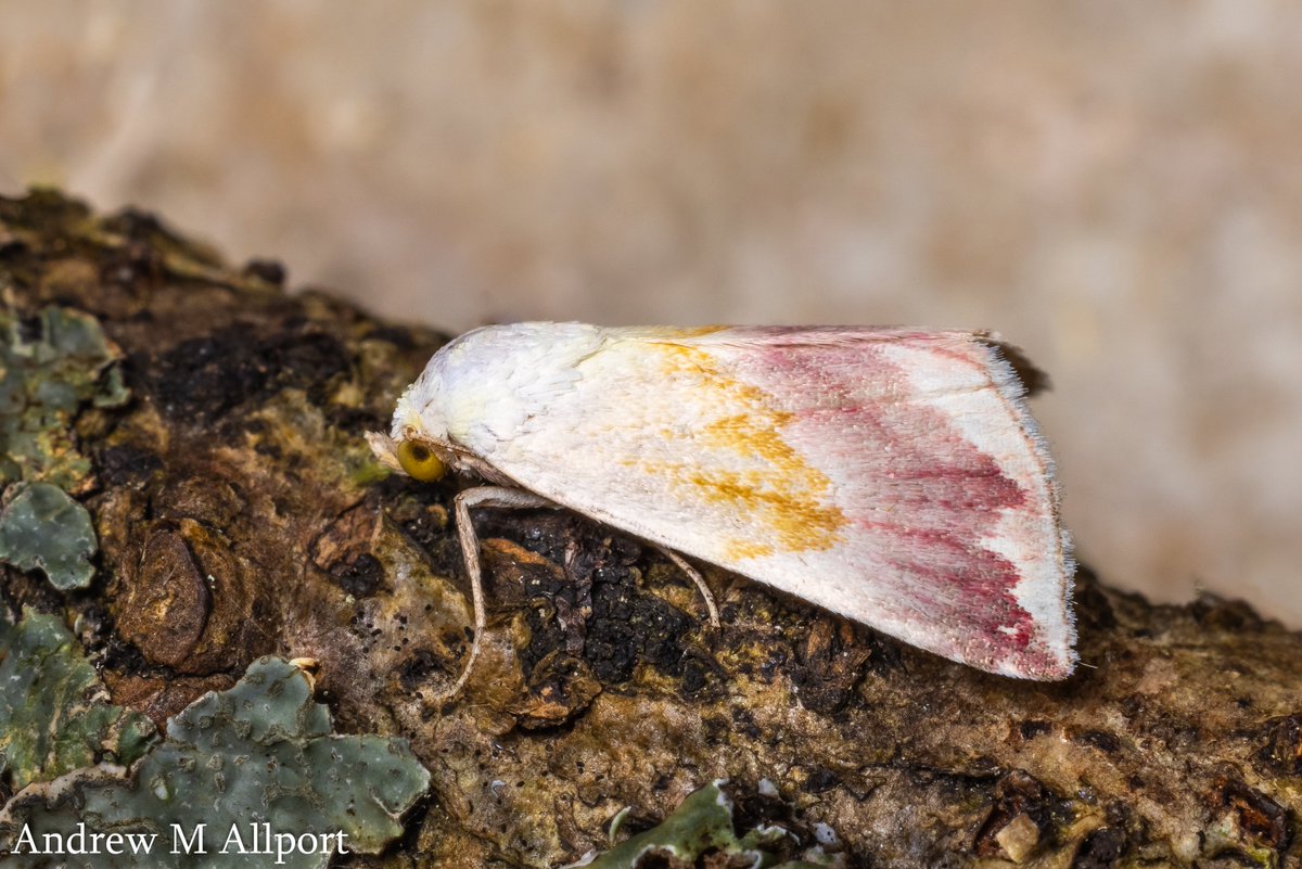 Andrew M Allport (@amallport) on Twitter photo Missed out on the migrant moth mayhem last week in Yorkshire, I was away, but look what happened at 6.00am this morning fluttering around the actinic. Driffield, VC61 East Yorkshire. Beautiful Marbled! <a href="/MigrantMothUK/">Migrant Lepidoptera</a> <a href="/BC_Yorkshire/">Butterfly Conservation Yorkshire</a> <a href="/DoubleKidney/">Charles Fletcher</a> Today's <a href="/JLowenWildlife/">James Lowen</a> daily moth! Missed out on the migrant moth mayhem last week in Yorkshire, I was away, but look what happened at 6.00am this morning fluttering around the actinic. Driffield, VC61 East Yorkshire. Beautiful Marbled! <a href="/MigrantMothUK/">Migrant Lepidoptera</a> <a href="/BC_Yorkshire/">Butterfly Conservation Yorkshire</a> <a href="/DoubleKidney/">Charles Fletcher</a> Today's <a href="/JLowenWildlife/">James Lowen</a> daily moth!