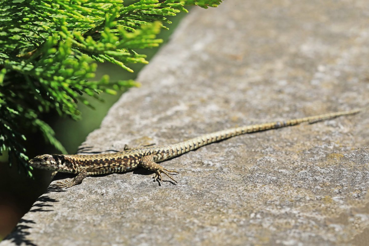 hIokksnkeuernts's tweet photo. Wenn ich mich nicht irre, müsste es sich bei diesen beiden neugierigen Hübschen aus Slowenien und Italien um Mauereidechsen (Podarcis muralis) handeln. 

#natur #artenvielfalt #nature #reptilien #Squamata #Lacertidae #Eidechse #Slowenien #slovenija #reptils #eidechsen https://t.co/hBlZcTYeF7
