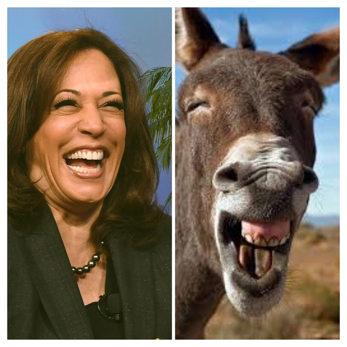 Dandy_lionn's tweet photo. Spot the difference. https://t.co/u9jtyr9g4R