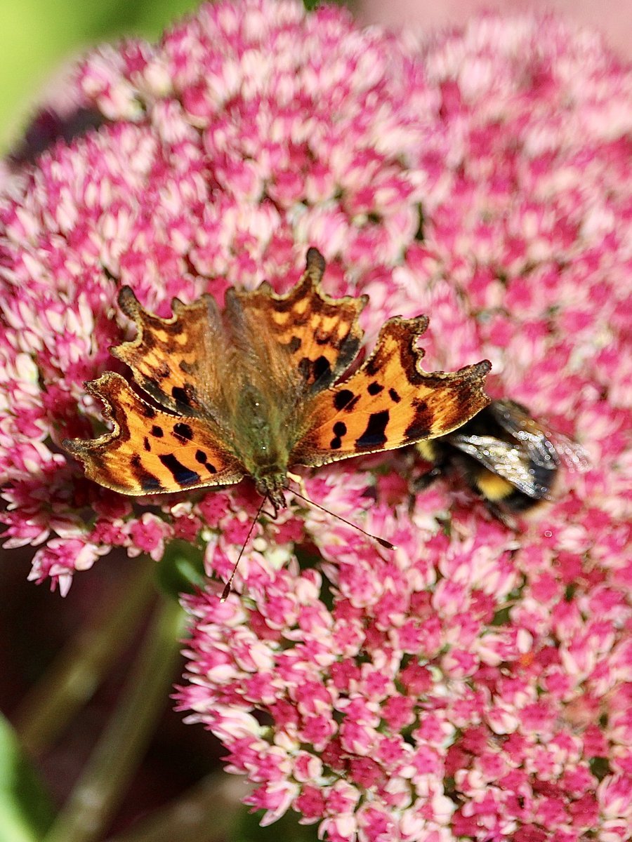 janepursey's tweet photo. Looks like the comma has taken the bee under its wing ๐on the sedum yesterday, the plant is definitely drawing the butterflies in #commabutterfly #TwitterNatureCommunity https://t.co/urcLiKst11