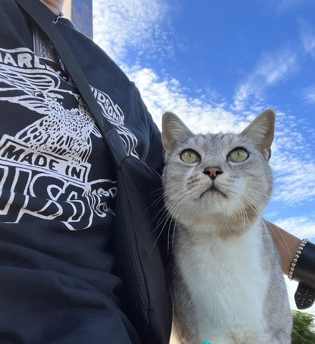 harley teeと猫

#猫 #地域猫 #サバトラ猫
#harleydavidson