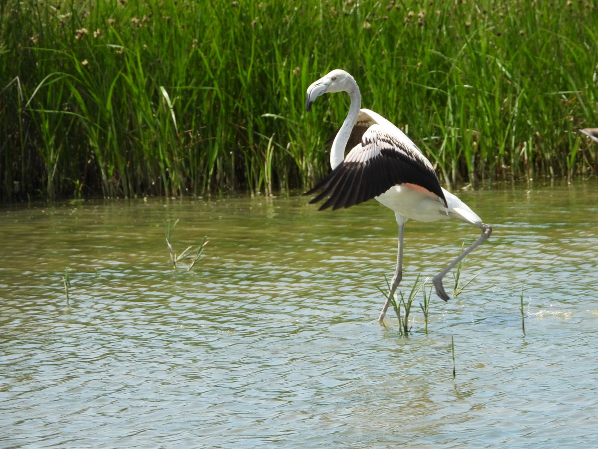 Column completed for <a href="/MajorcaDaily/">Majorca Daily</a> featuring ID juvenile breeders. @SHNB_BSHNB <a href="/whatsonmallorca/">Whats on in Mallorca</a> <a href="/radiopollensa/">Ràdio Pollença</a> #Mallorca <a href="/lagola_info/">CTO la Gola</a>