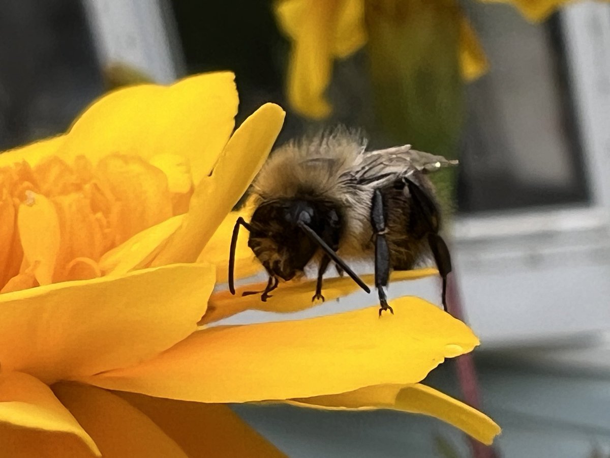 summerzagain38's tweet image. #SundayYellow #Bees 🌻🐝
#SeptemberIssue  #September