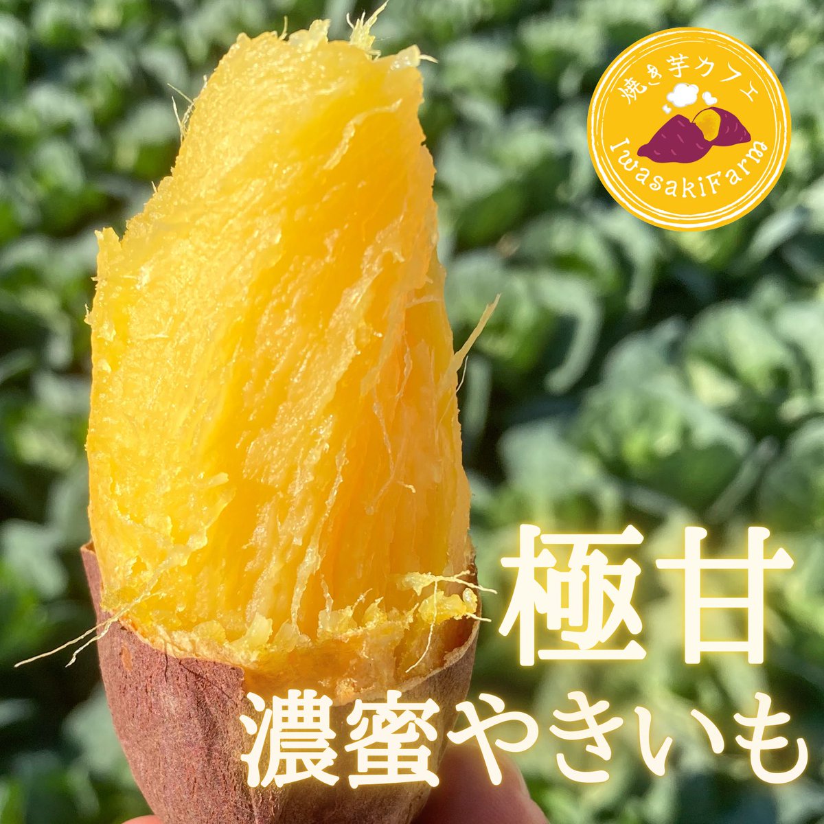 iwasakifarm's tweet photo. 焼きいもプレゼント企画🎁

ねっとり甘い濃蜜焼きいも2.4Kgを
2名様にプレゼント致します

◎応募方法
1️⃣ @iwasakifarm をフォロー
2️⃣この投稿をリポスト

◎9/19(木) 23:59締切 https://t.co/Lt046lKCim