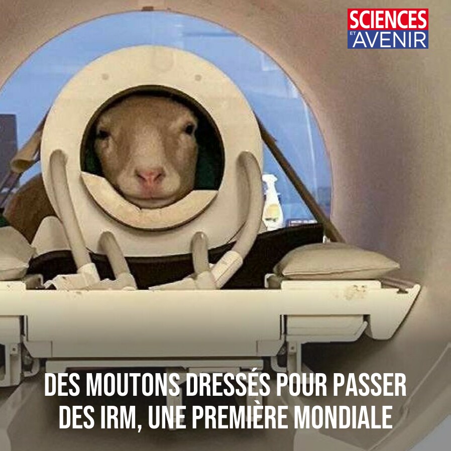 Des moutons dressés pour passer des IRM, une première mondiale
👉 l.sciencesetavenir.fr/sDA