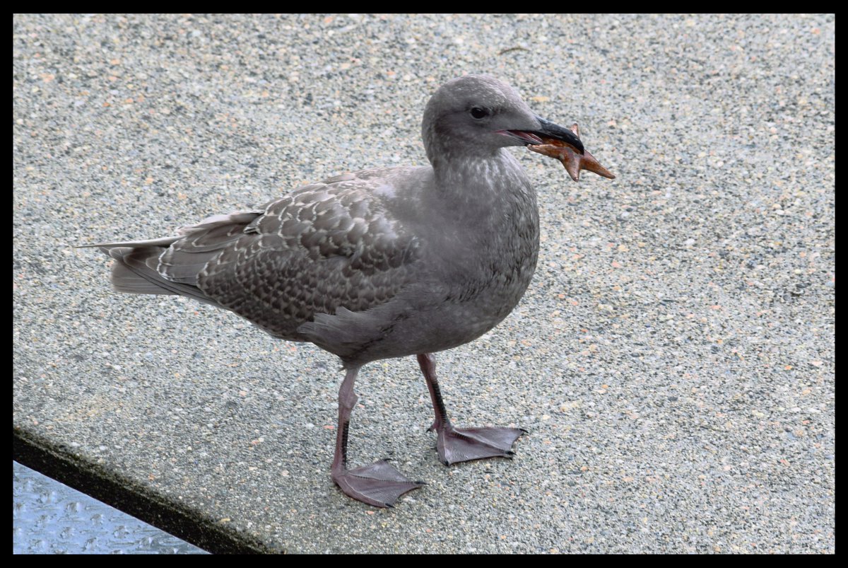 NeonTumbleweed's tweet image. Didn&apos;t know until I saw this one, that gulls catch starfish #AlphabetChallenge #WeekKforKnowledge #Vancouver
