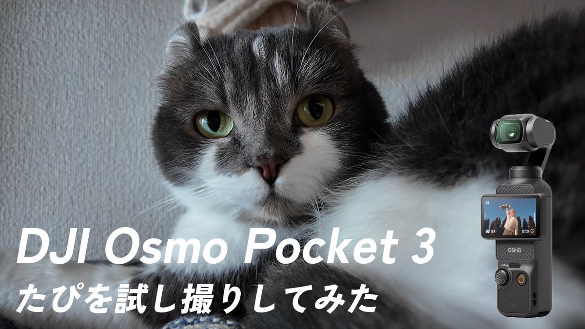 tapineko1118's tweet photo. DJI Osmo Pocket 3を買ったのでたぴさんに付き合って撮影してみた https://t.co/51r8qQL4z3 #アメリカンカール #猫 https://t.co/XobMvK95z5