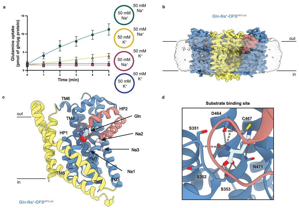 unitmp (@unitmporg) on Twitter photo Structural basis of the obligatory exchange mode of human neutral amino acid transporter ASCT2. <a href="/NatureComms/">Nature Communications</a>. Check the #cryoEM #structure of this #membrane #protein in the UniTmp database: pdbtm.unitmp.org/entry/8qro
nature.com/articles/s4146… Structural basis of the obligatory exchange mode of human neutral amino acid transporter ASCT2. <a href="/NatureComms/">Nature Communications</a>. Check the #cryoEM #structure of this #membrane #protein in the UniTmp database: pdbtm.unitmp.org/entry/8qro
nature.com/articles/s4146…