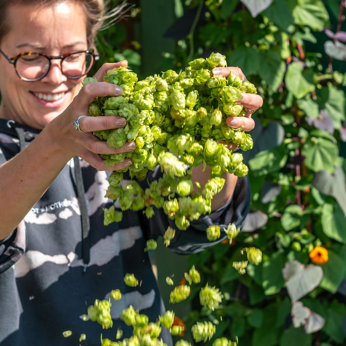 We're gathering at <a href="/LHGBrewingco/">Left Handed Giant</a>'s St Philips' taproom today to drop off our hops. We'll be there from 1 - 7 for our annual cropathon and weigh-in. Either bring your ready-picked hops or cut down the bines and our team can help you harvest over a pint or two 🍻