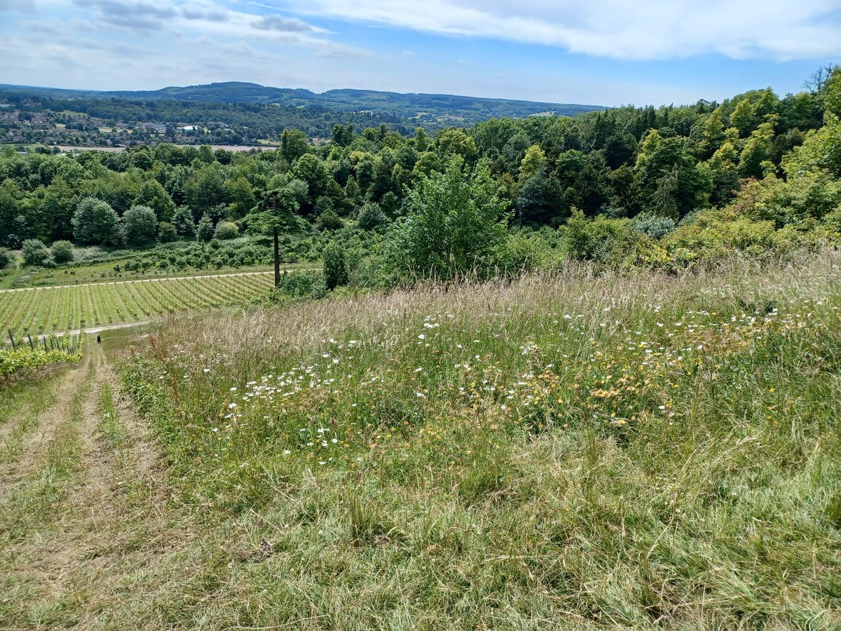 Buglife (@buzz_dont_tweet) on Twitter photo 🍷Have you ever considered that there might be a link between #BLines & wine?
🛰️ Join Buglife's #Space4Nature Conservation Officer, Louis, as he explores our partnerships with two Surrey vineyards, <a href="/denbiesvineyard/">Denbies Wine Estate</a> & <a href="/AlburyVineyard/">Albury Vineyard</a>.
👇
buglife.org.uk/blog/meadows-b…
<a href="/UniOfSurrey/">University of Surrey</a> 🍷Have you ever considered that there might be a link between #BLines & wine?
🛰️ Join Buglife's #Space4Nature Conservation Officer, Louis, as he explores our partnerships with two Surrey vineyards, <a href="/denbiesvineyard/">Denbies Wine Estate</a> & <a href="/AlburyVineyard/">Albury Vineyard</a>.
👇
buglife.org.uk/blog/meadows-b…
<a href="/UniOfSurrey/">University of Surrey</a>