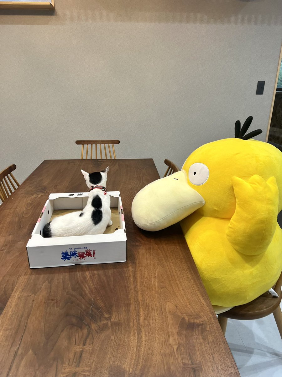 omochi_nam01's tweet photo. ダンボールもいいけど、やっぱりコダックが好き https://t.co/SlTsa0r9AP