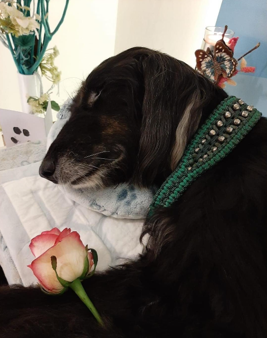 Goodbye angel ❤️ Don't scroll without giving me some love 😢