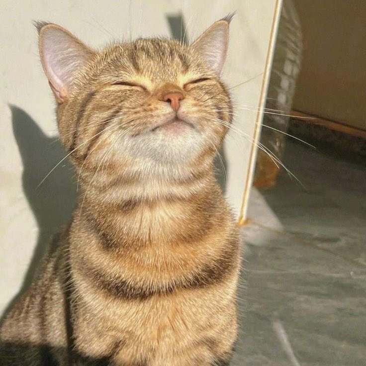 piastrisjpg's tweet image. he’s actually this cat