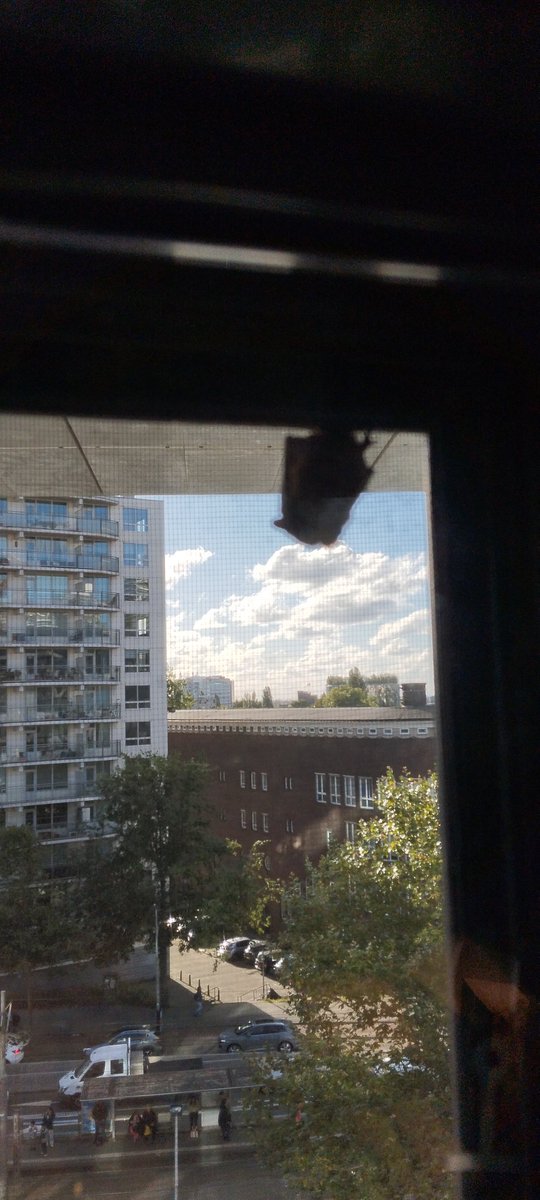 MargitWinter's tweet photo. Natuur in de stad. #vleermuis op de hor in het raam van onze hotelkamer in Rotterdam. Hoe bijzonder! https://t.co/GVSSE4ILZg