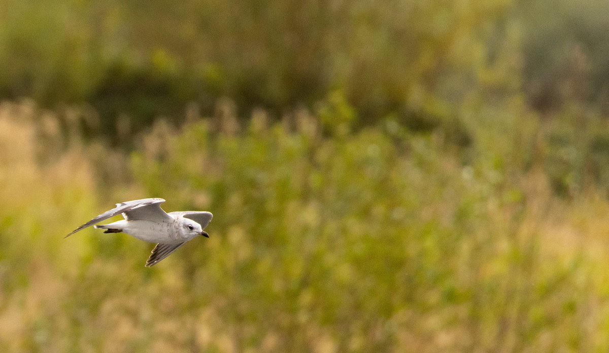 Joe Fryer (@joebirding) on Twitter photo Marsh harrier and med gull at ripon city wetlands yesterday. <a href="/nybirdnews/">NorthYorksBirdNews</a> <a href="/YWT_North/">Yorkshire Wildlife Trust - North Yorkshire</a> <a href="/YorksWildlife/">Yorkshire Wildlife Trust - follow us on Bluesky 🦋</a> <a href="/BirdGuides/">BirdGuides</a> Marsh harrier and med gull at ripon city wetlands yesterday. <a href="/nybirdnews/">NorthYorksBirdNews</a> <a href="/YWT_North/">Yorkshire Wildlife Trust - North Yorkshire</a> <a href="/YorksWildlife/">Yorkshire Wildlife Trust - follow us on Bluesky 🦋</a> <a href="/BirdGuides/">BirdGuides</a>