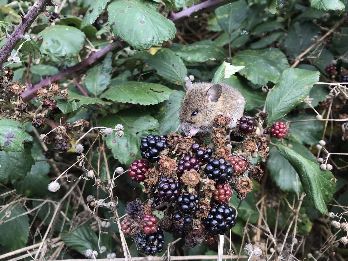 An unconcerned Long-tailed Field Mouse allowed me to poke my phone at it on Snakes Lane Ashby. Also a flock of c12-15 Yellowhammers which is notable for this area