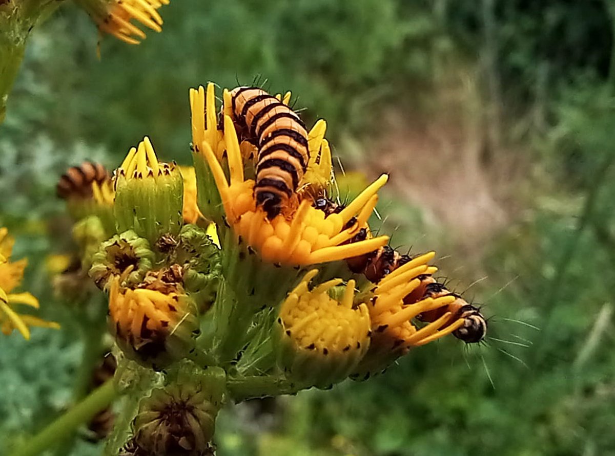 This year we had an amazing group of dedicated volunteers with keen eyes and sharp cameras.

Take a look at this incredible image of Green Shield Bug eggs taken by Lenka and Cinnabar moth caterpillars by Gina.
🐛🐛🐛🐛🦋🪲 #Rewilding 

<a href="/GeorgeMonbiot/">George Monbiot</a> <a href="/DeborahMeaden/">Deborah Meaden 🇺🇦</a>