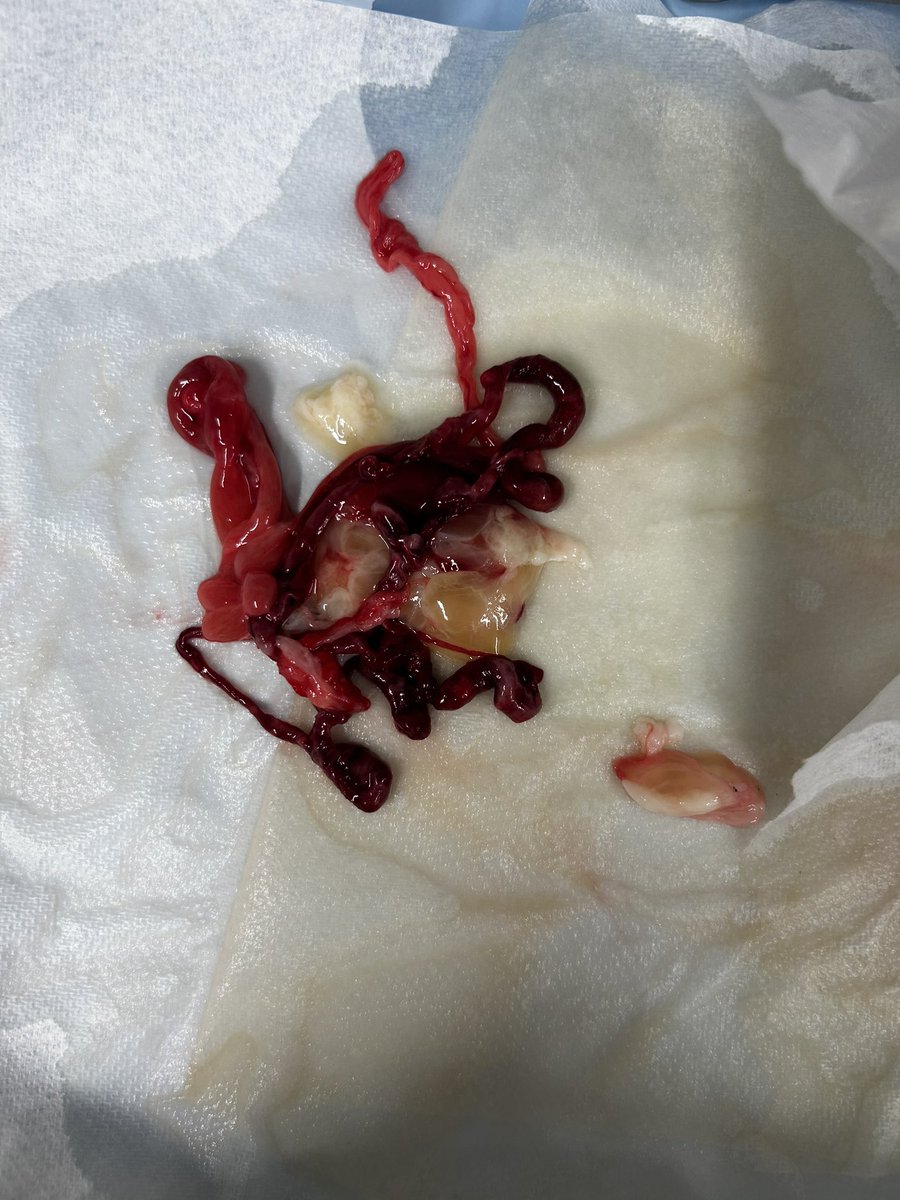 MBHT Pleural Team tweet media