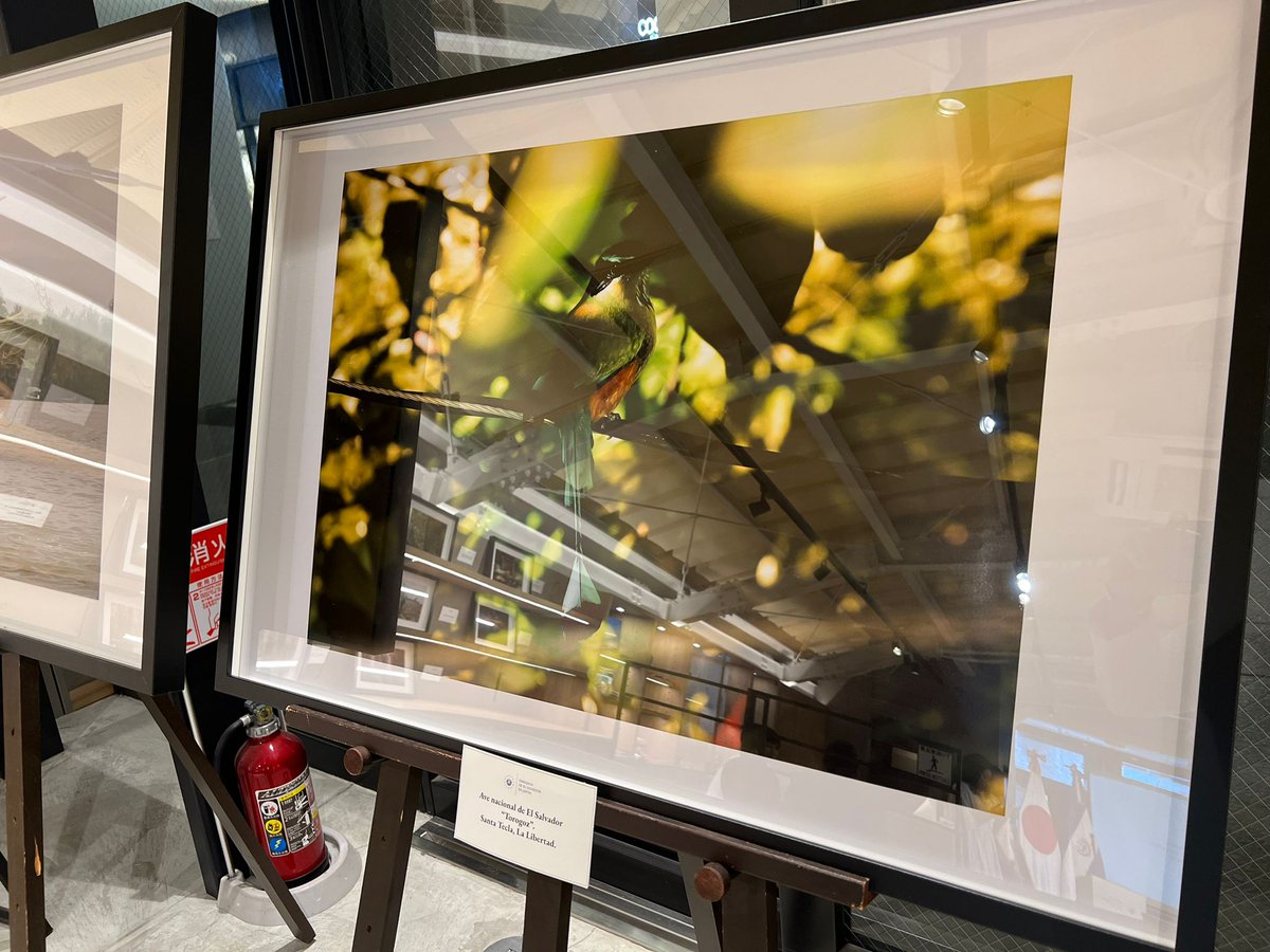 Gracias a la Embajada de El Salvador en Japón @EmbSVJapon por difundir el trabajo de artistas salvadoreños y mi agradecimiento por mostrar una parte de mi obra en Tokio 

Exposición "nuestra gente, nuestra tierra" en la galería Hibiya Okuroji en Tokio, Japón.