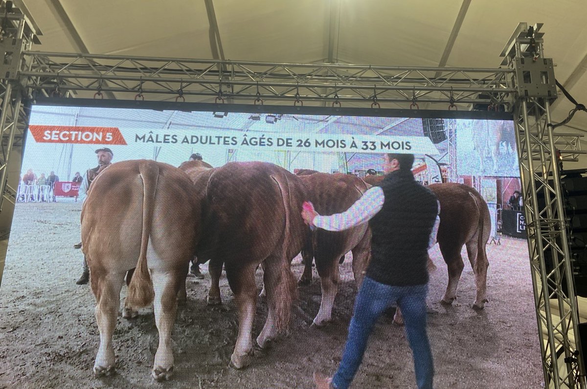 sebfr23's tweet photo. #innoval c est bien plus que l image de "coop laitière bretonne "et nous le montrons une fois de plus en étant au côté des éleveurs de limousines à l occasion du concours #nationalLimousin
De la souterraine #Creuse https://t.co/8a757m9Ox2