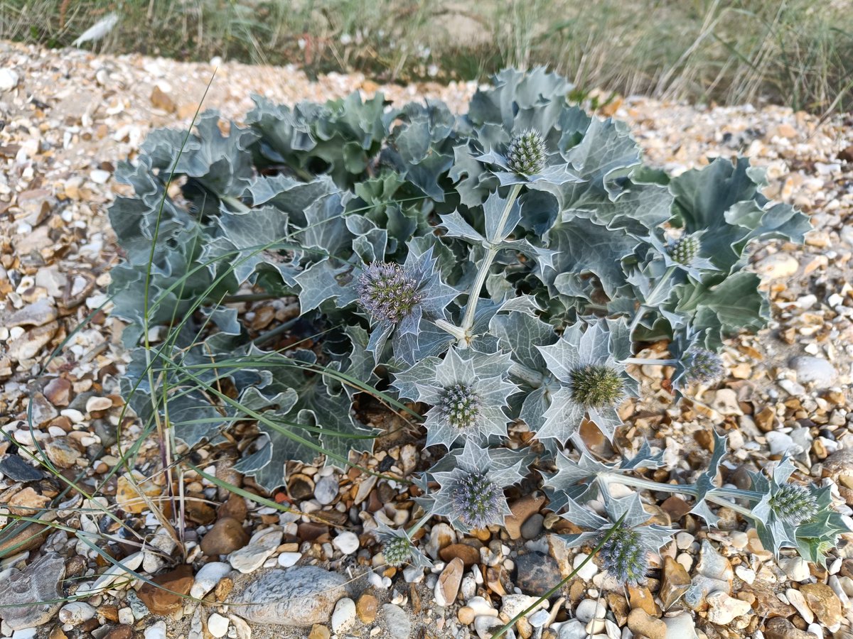 Clairefifi's tweet photo. A glorious day yesterday, on the less busy bit of Lepe. Along the foreshore there are wonderful #wildflowers including #SeaHolly, #HornedPoppy and #Samphire. https://t.co/ioN0NT6UUQ