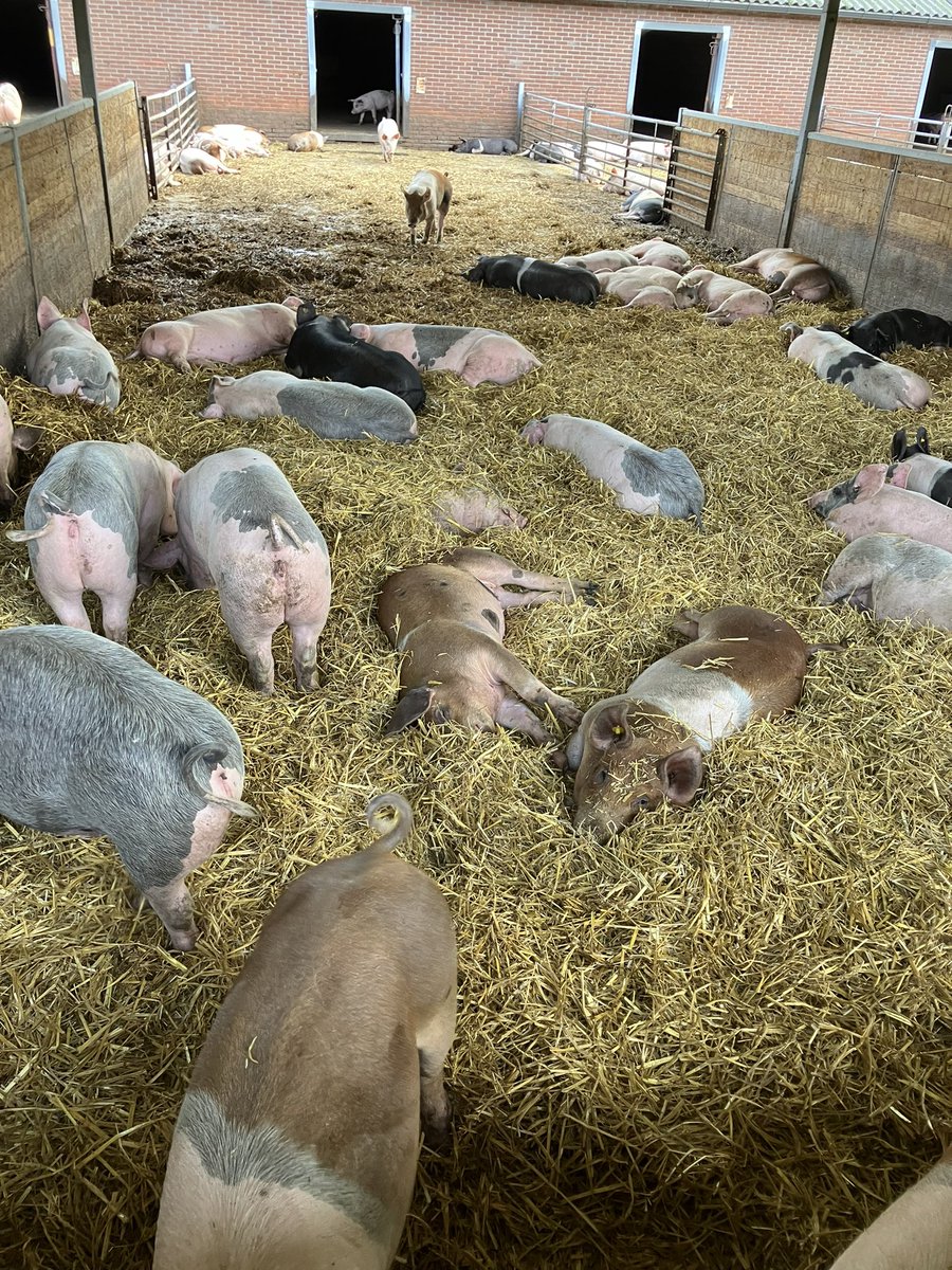 HarrySuilen's tweet photo. Was gisteren bij de open dag van de boerderij van de fam.
Hoogeveen in #Weert waar o.a. #Livar varkens worden gehouden. https://t.co/U91JHaz9iC