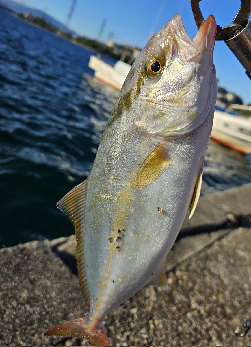 kajisuke51's tweet photo. 数ヶ月振りの釣り🎣
ショゴ、ツバス狙いで見事に2魚種GET出来ました（笑）
誰もジグ投げてる人居なかったけど、居る！って分かってたからね🎵 https://t.co/tbhRGBeVSN