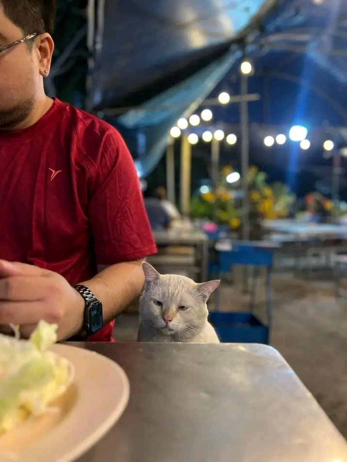 No Context Cats tweet media