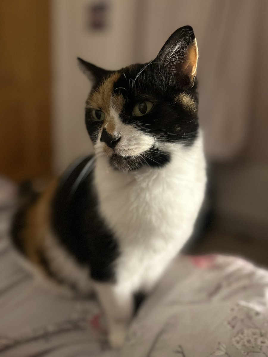 Ellie MacDonald (@maccommsellie) on Twitter photo Loving watching the contagiously happy
<a href="/SusanCalman/">Susan Calman</a> this morning but Elvis is the greatest singer of all time?! No, no, no.
But I’ll forgive a happy fellow cat lover.
Here’s my Georgie and my late dad, Tom’s Lily who recently joined us 🐱 🐈 Loving watching the contagiously happy
<a href="/SusanCalman/">Susan Calman</a> this morning but Elvis is the greatest singer of all time?! No, no, no.
But I’ll forgive a happy fellow cat lover.
Here’s my Georgie and my late dad, Tom’s Lily who recently joined us 🐱 🐈