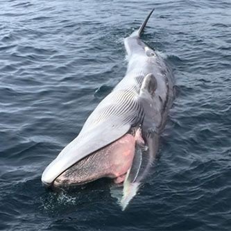 Hewan Perkasa Namun Aslinya Memiliki Kelemahan Fatal

A Thread