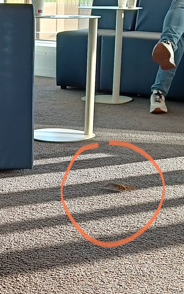 Really enjoyed meeting #Ratatouille in the <a href="/AirFranceFR/">Air France FR</a> lounge at Orly airport today #VIP