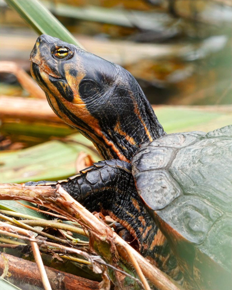 Mark Pitt (@mark__pitt) on Twitter photo Was not expecting to find a terrapin in Maxwell park, Glasgow. I knew there were a few in the city, but this is the first time I've seen one myself.
#nature #photography <a href="/RSPBScotland/">RSPB Scotland</a> <a href="/WildlifeTrusts/">The Wildlife Trusts</a> Was not expecting to find a terrapin in Maxwell park, Glasgow. I knew there were a few in the city, but this is the first time I've seen one myself.
#nature #photography <a href="/RSPBScotland/">RSPB Scotland</a> <a href="/WildlifeTrusts/">The Wildlife Trusts</a>