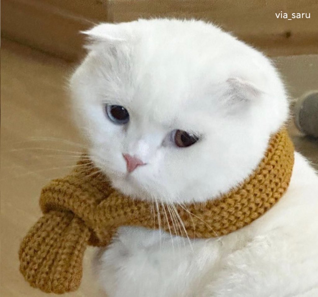 fromkittyk's tweet image. 